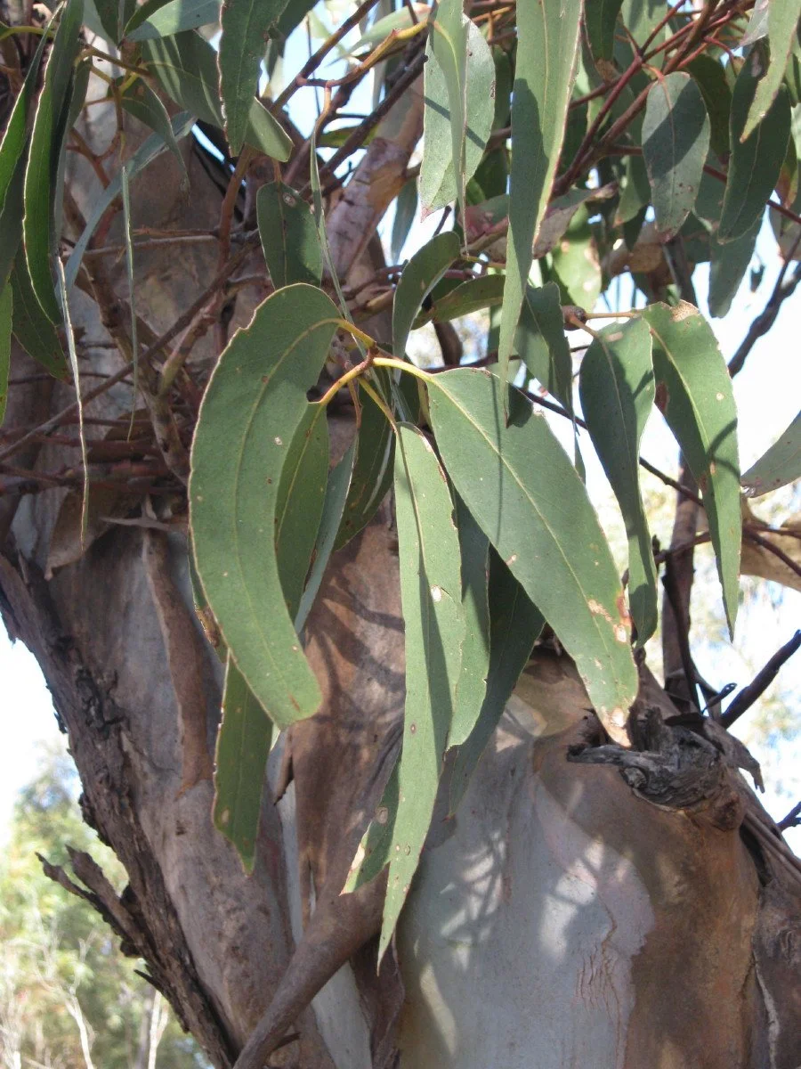 Eucalyptus globulus foliage, Bluegum, near Summit Loop Track Knocklofty Reserve