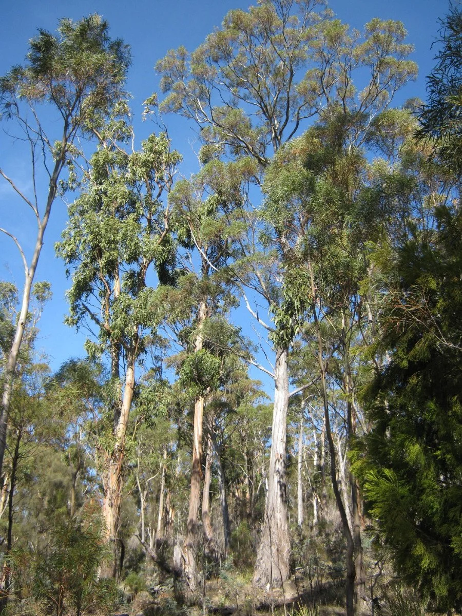 Eucalyptus globulus left, E. pulchella right beside Summit Loop Track Knocklofty Reserve