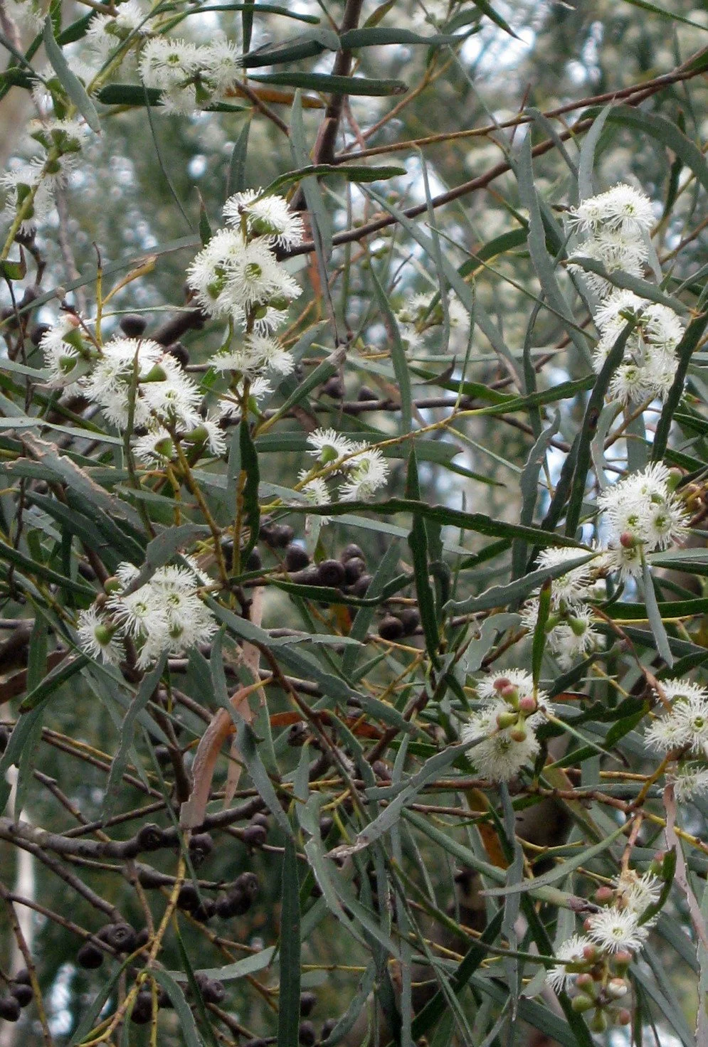 Eucalyptus pulchella flora, White Peppermint, Southern Trail Mt Stuart Circuit Knocklofty