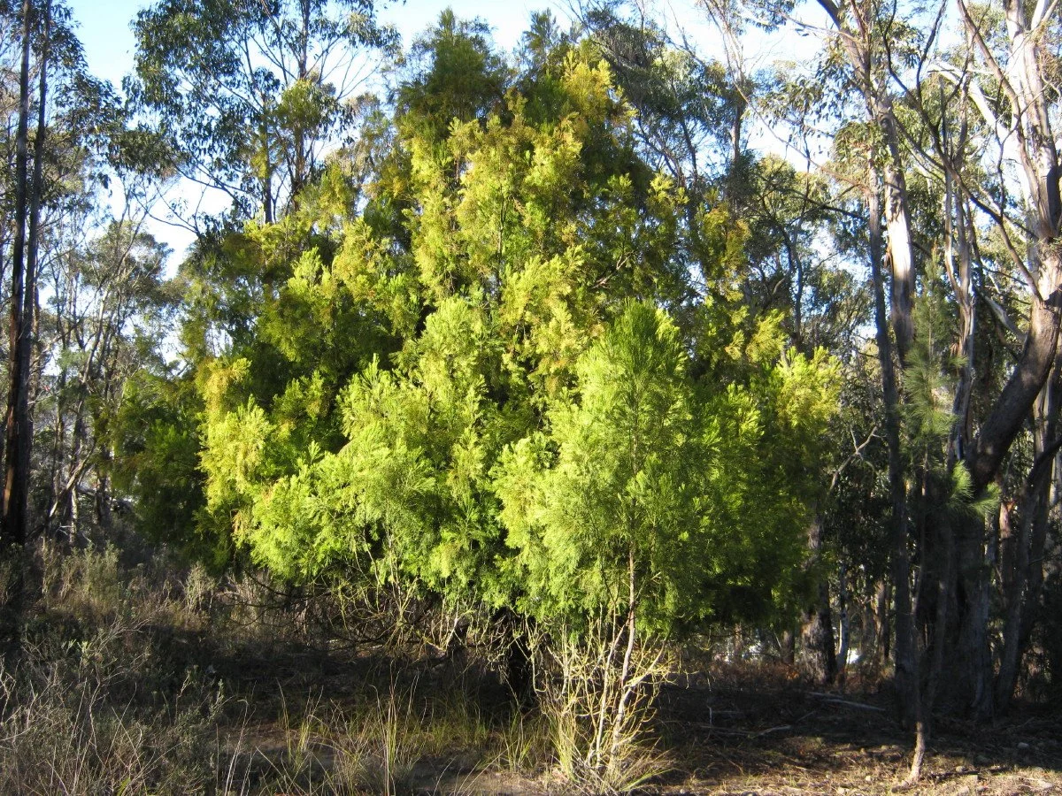Exocarpos cupressiformis large tree, Common native-cherry, SE Forest Rd carpark KLR
