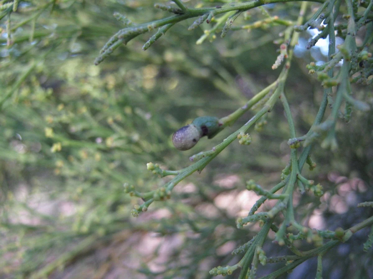 Exocarpos cupressiformis old fruit, Common native-cherry, SE Forest Rd carpark KLR