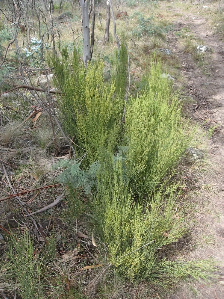 Exocarpos strictus bushes beside old Summit Loop Track Knocklofty