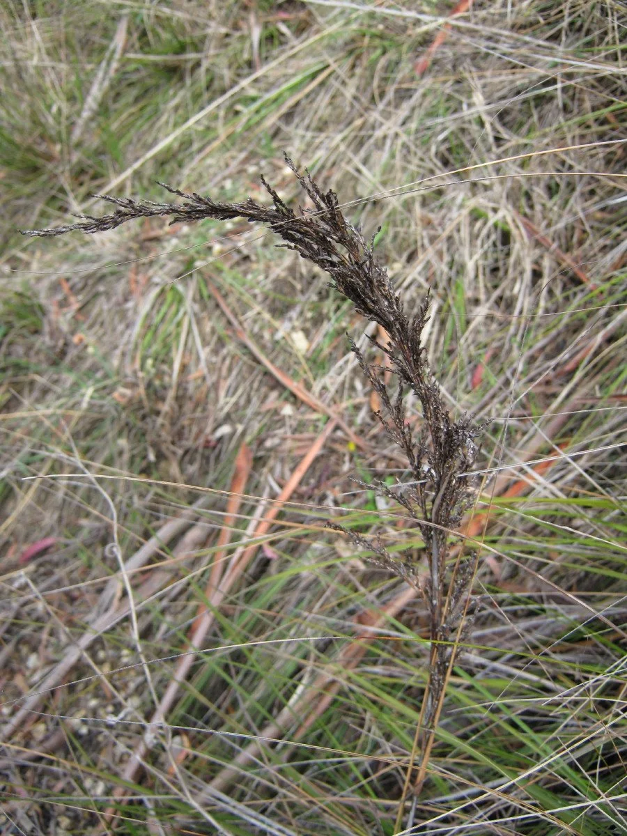 Gahnia radula seed head, Thatch saw-edge, beside Main Trail near Glover Track junction KLR