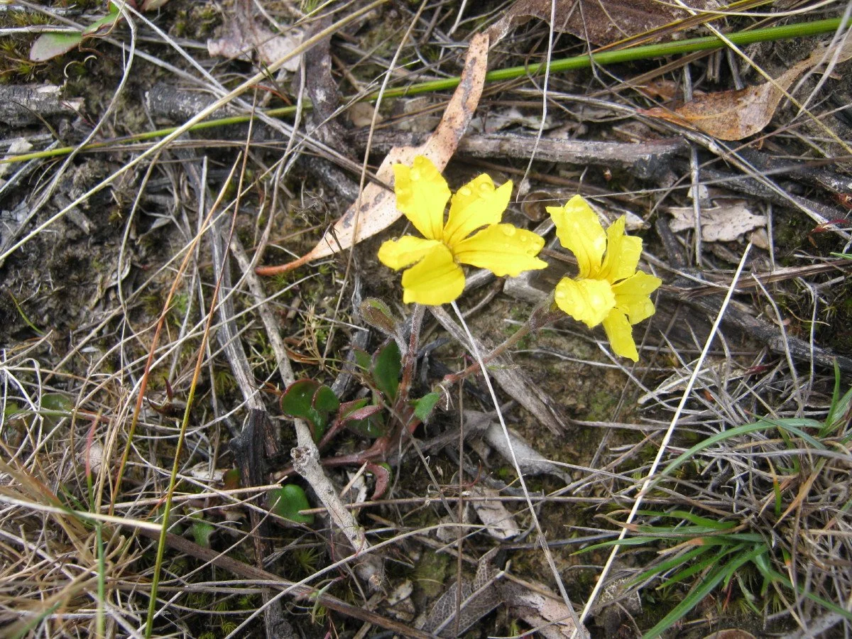 Goodenia lanata plant, Trailing Native-primrose, in wayleave N of Trig Hill KLR