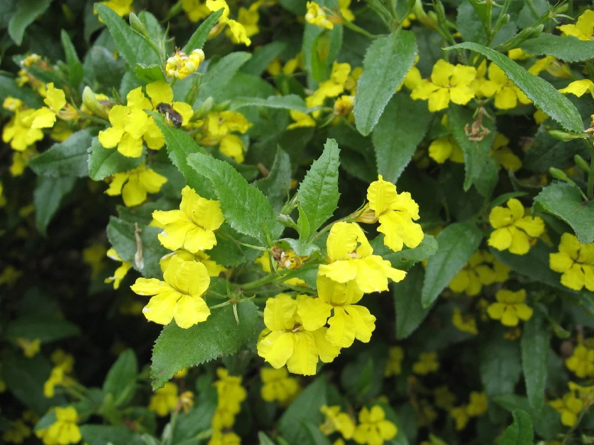 Goodenia ovata flowers and foliage - Hop Native Primrose - Knocklofty Reserve
