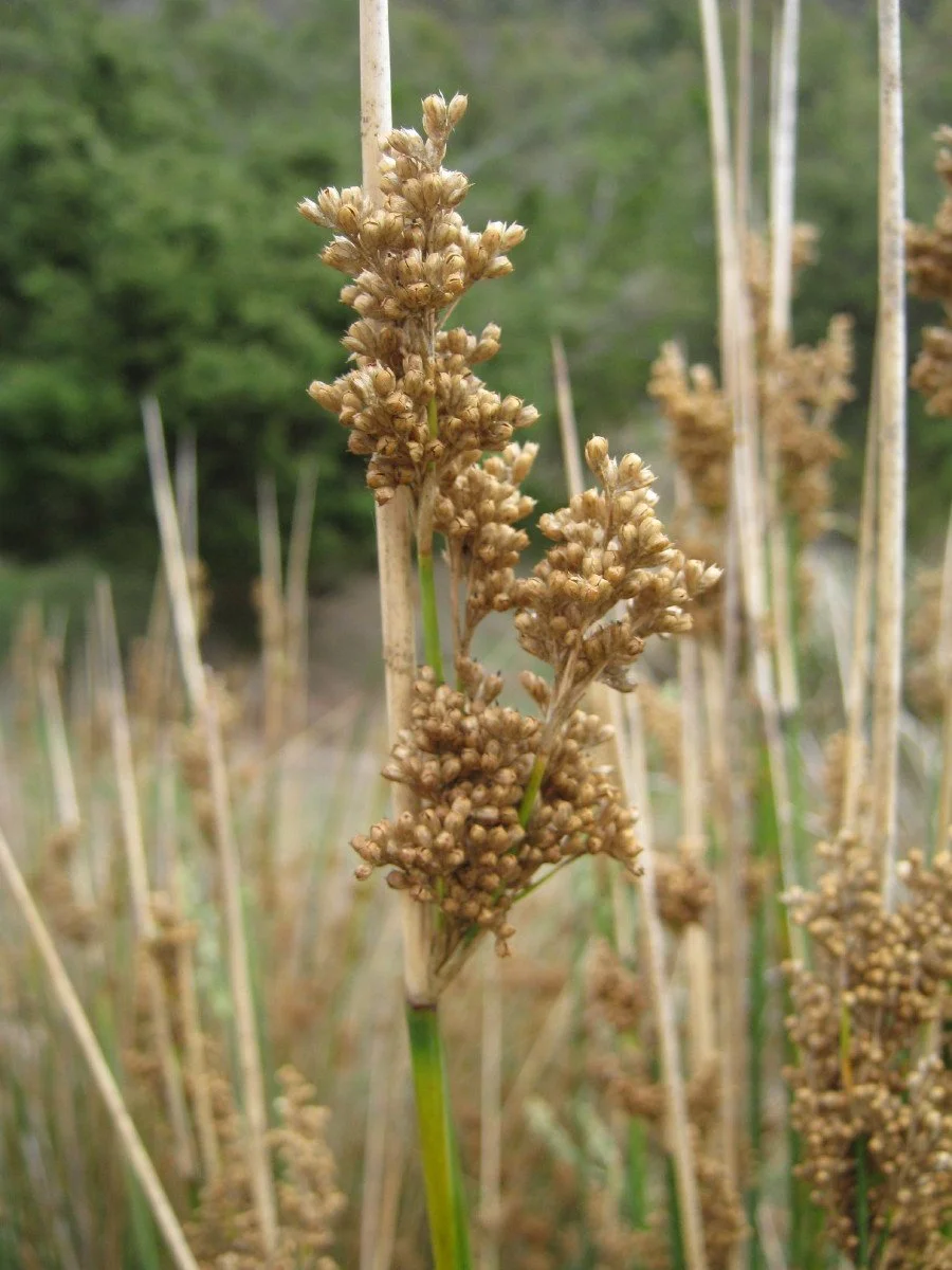 Juncus pallidus seed heads, Pale rush, grassy area SE Bandicoot Corridor KLR