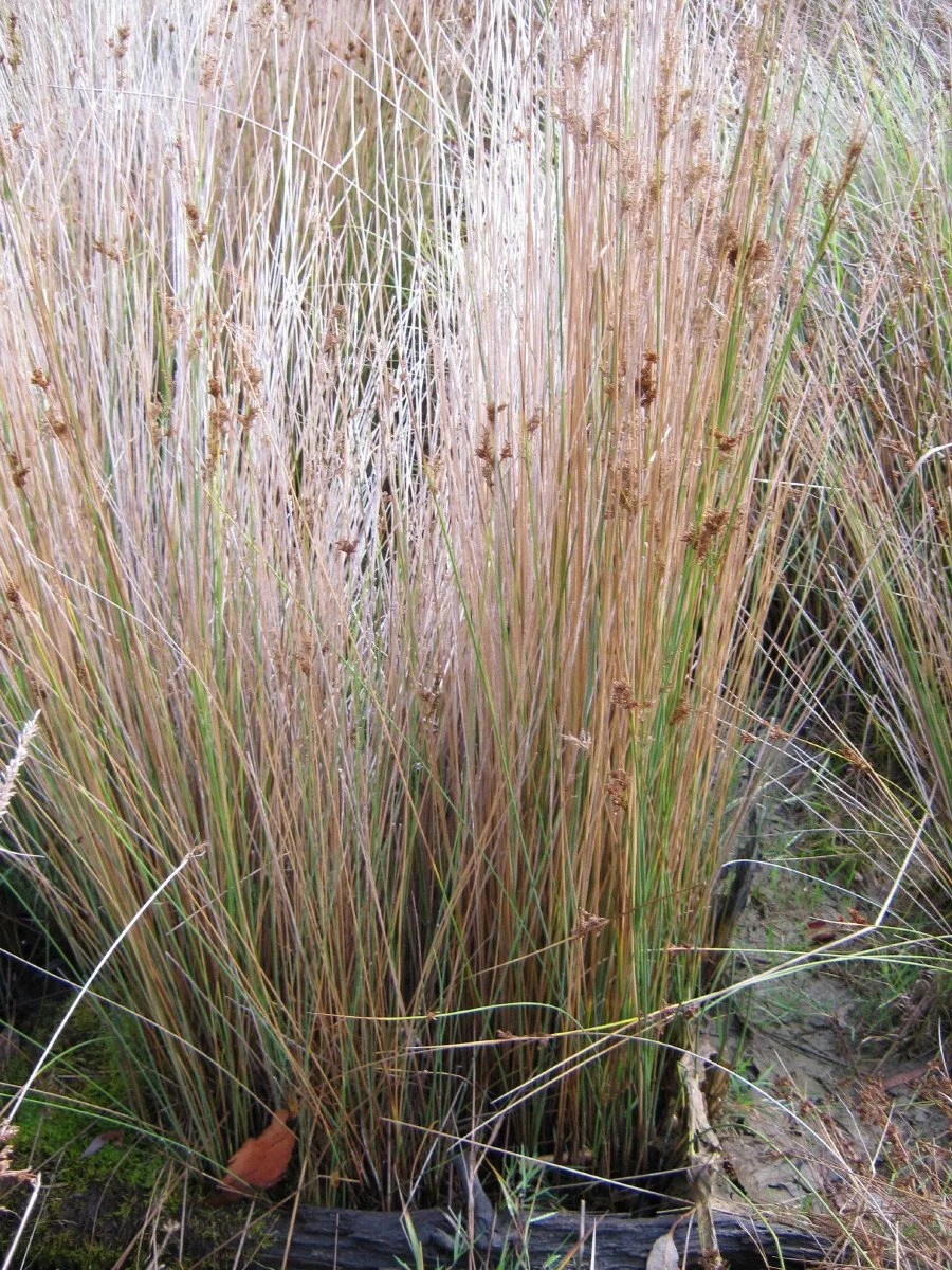 Juncus sarophorus clump - Broom rush - Janets Pond KLR