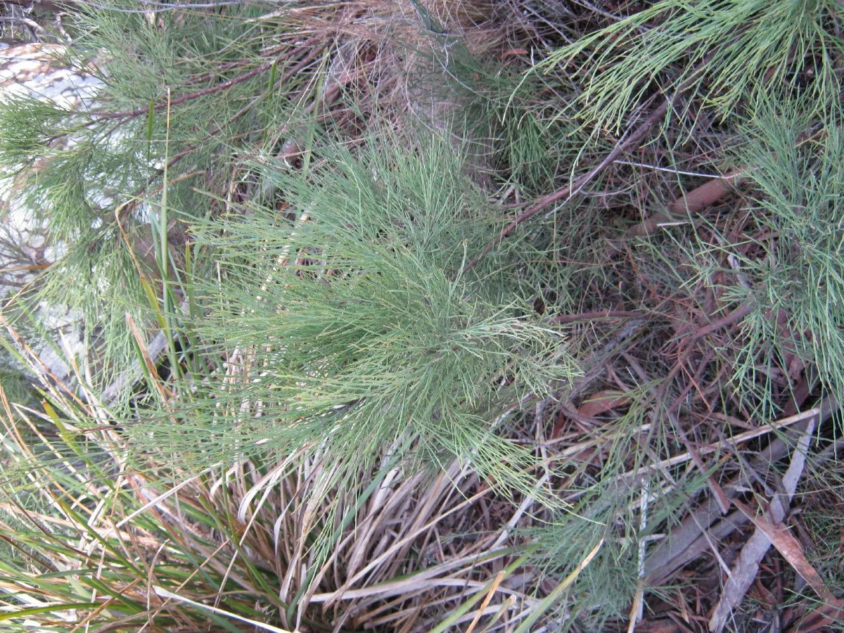 Leptomeria drupacea foliage, Erect currantbush, beside Southern Trail Knocklofty Reserve