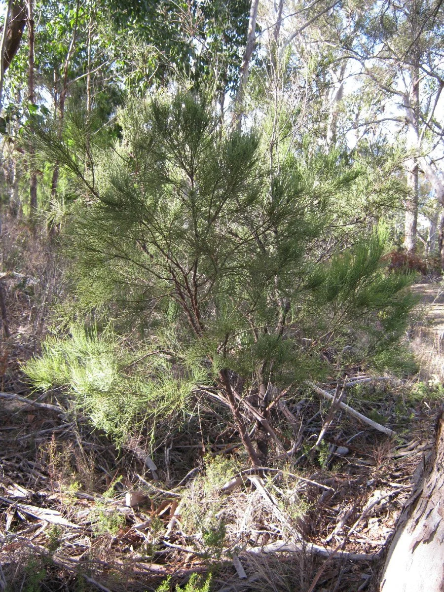 Leptomeria drupacea large bush, Erect currantbush, beside Southern Trail Knocklofty Reserve