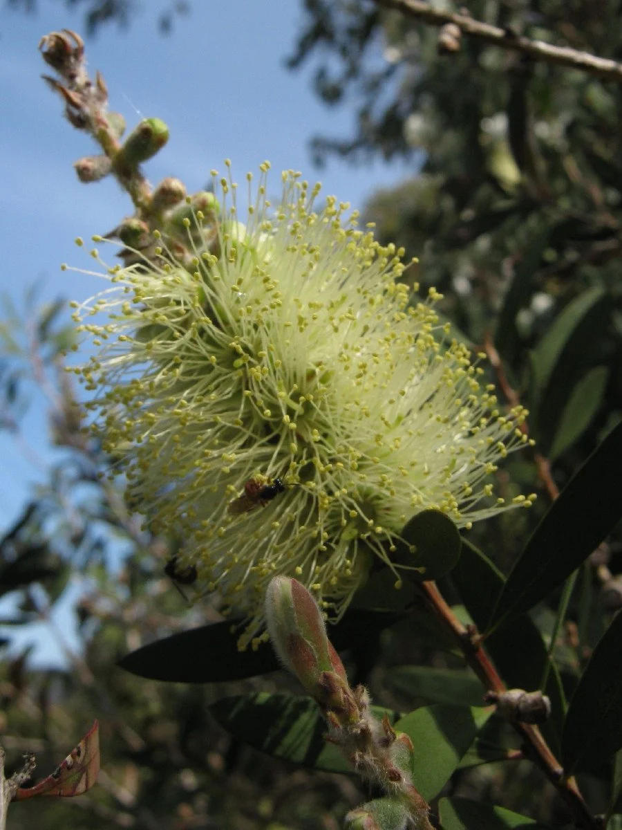 Melaleuca pallida flower head - Yellow Bottlebrush, beside entry road W of carpark Knocklofty Reserve