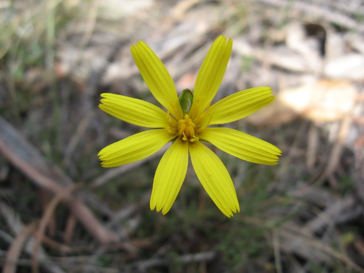 Microseris lanceolata flower - Yam Daisy - near new Summit Loop track Knocklofty