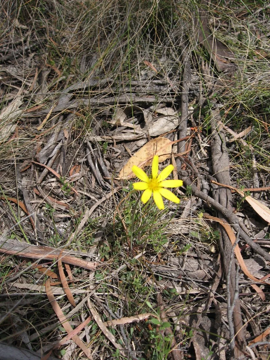 Microseris lanceolata plant - Yam Daisy - near new Summit Loop track Knocklofty