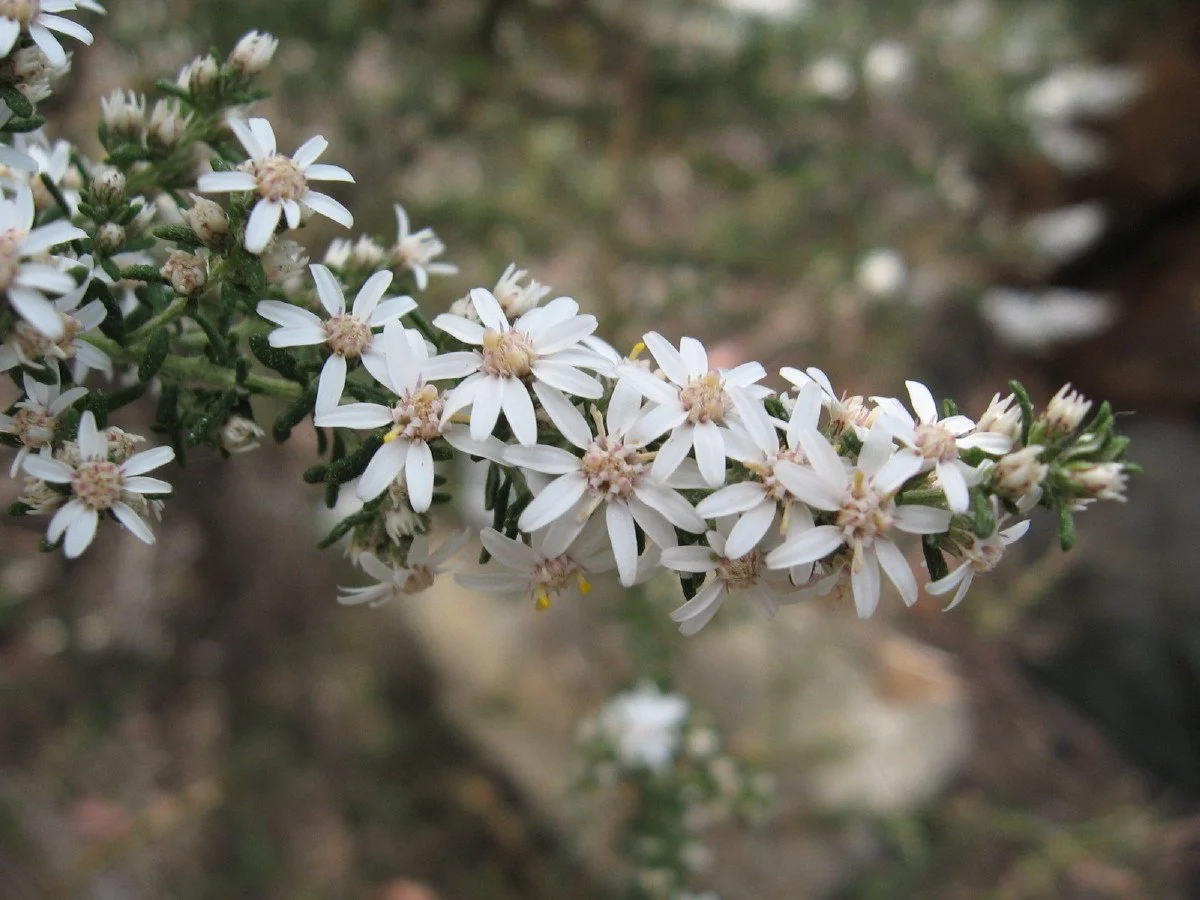 Olearia ramulosa flowers - Twiggy Daisy-bush - Mt Stuart carpark steps track Knocklofty
