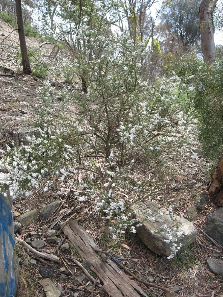 Olearia ramulosa bush - Twiggy Daisy-bush - Mt Stuart carpark steps track Knocklofty