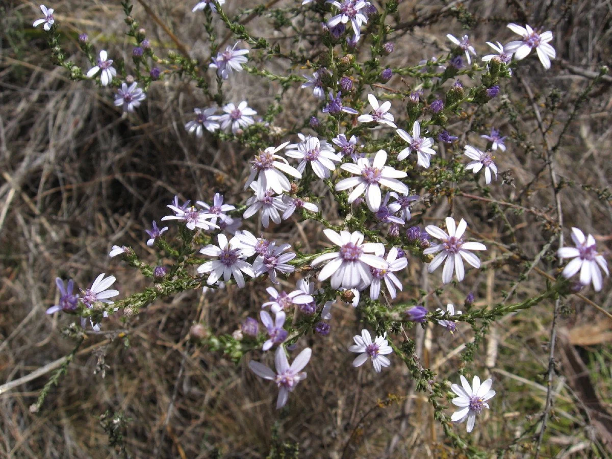 Olearia ramulosa mauve tinted flowers - Twiggy Daisy-bush - Mt Stuart carpark steps track Knocklofty