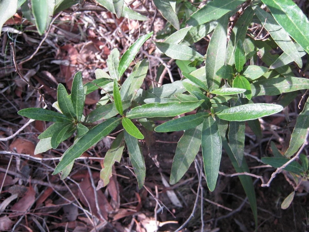 Olearia viscosa foliage, Viscid daisybush, beside Southern Trail Knocklofty Reserve