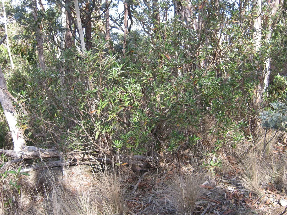 Olearia viscosa large bush, Viscid daisybush, beside Southern Trail Knocklofty Reserve