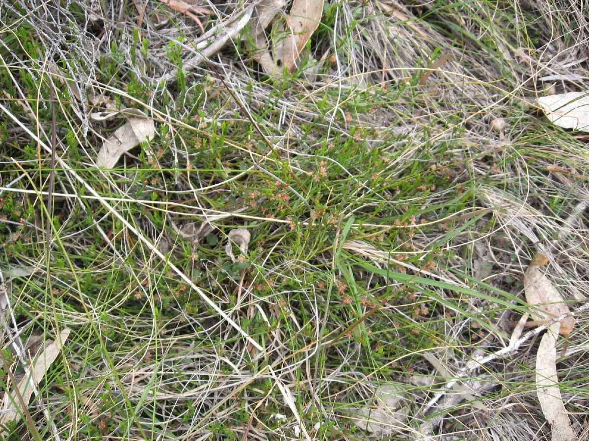 Phyllanthus australis plant - Austral Spurge - new summit loop track Knocklofty