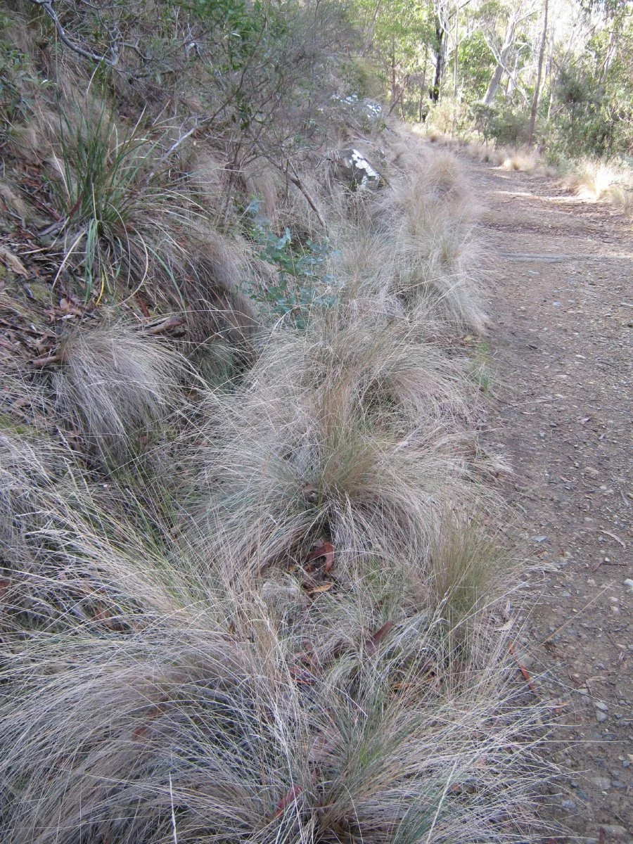Poa labillardierei var labillardierei clumps, Common tussock grass, lining Southern Trail Knocklofty Reserve