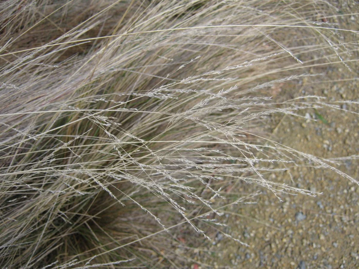 Poa labillardieri seed heads, Common tussock-grass, south of Janets Pond KLR