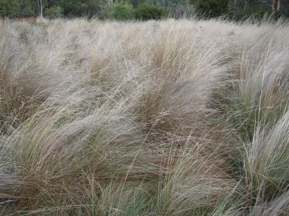 Poa labillardierei var labillardierei, Common tussock grass, lining Southern Trail Knocklofty Reserve