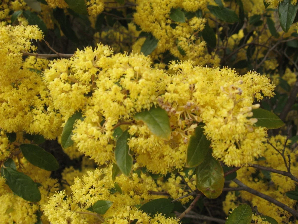 Pomaderris pilifera flowers on wayleave west of summit Knocklofty