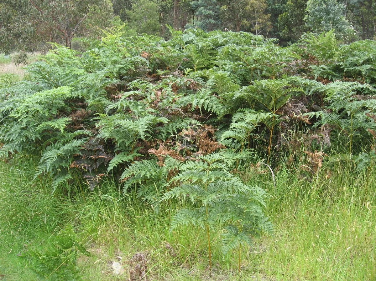 Pteridium esculentum bushes - Bracken Fern - Knocklofty Reserve