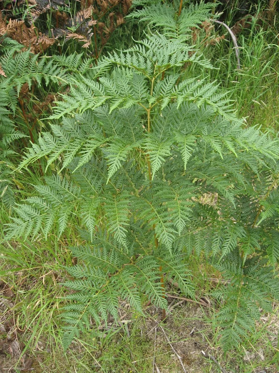 Pteridium esculentum showing fronds - Bracken Fern - Knocklofty Reserve