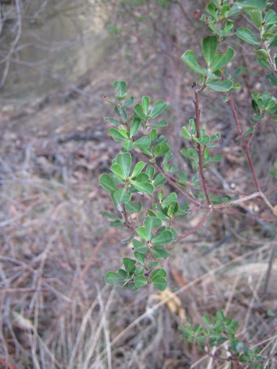 Pultenaea daphnoides leaves, Heartleaf bushpea, under cliffs beside Main Trail at Forest Rd entrance KLR