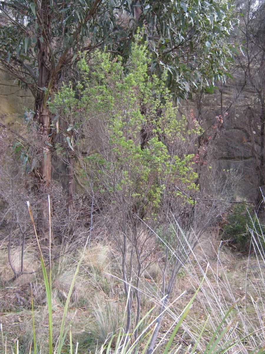 Pultenaea daphnoides bush, Heartleaf bushpea, under cliffs beside Main Trail at Forest Rd entrance KLR