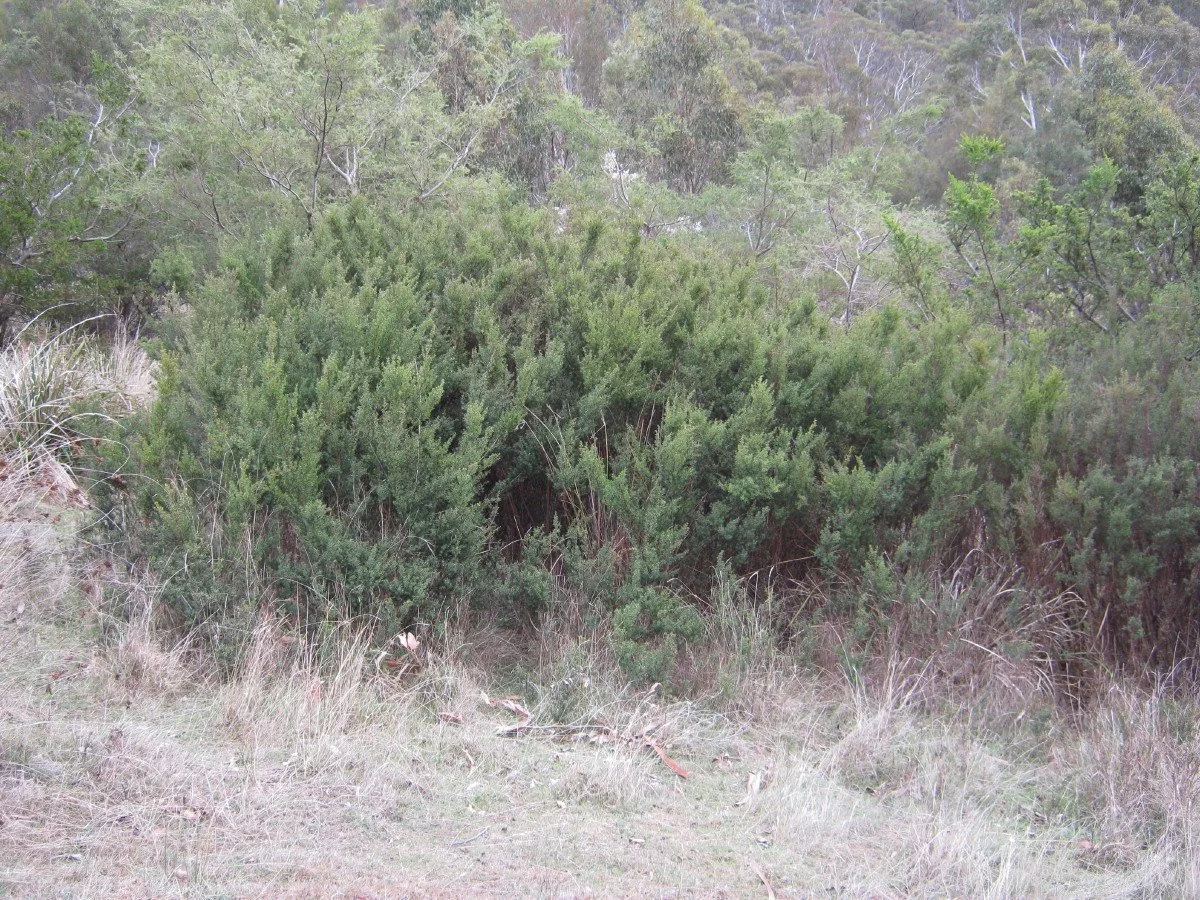 Pultenaea juniperina clump, Prickly Beauty, SE side of Bandicoot Corridor KLR