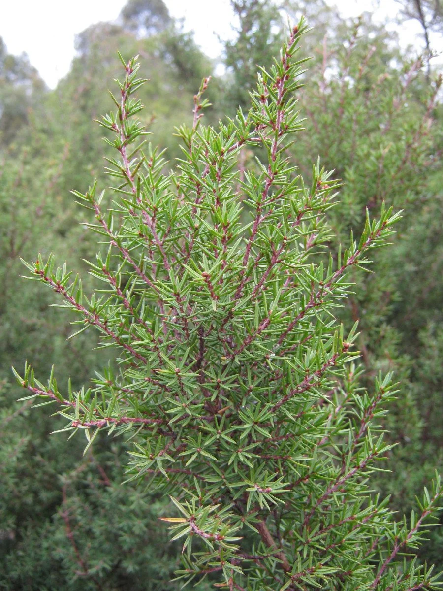Pultenaea juniperina foliage, Prickly Beauty, SE side of Bandicoot Corridor KLR