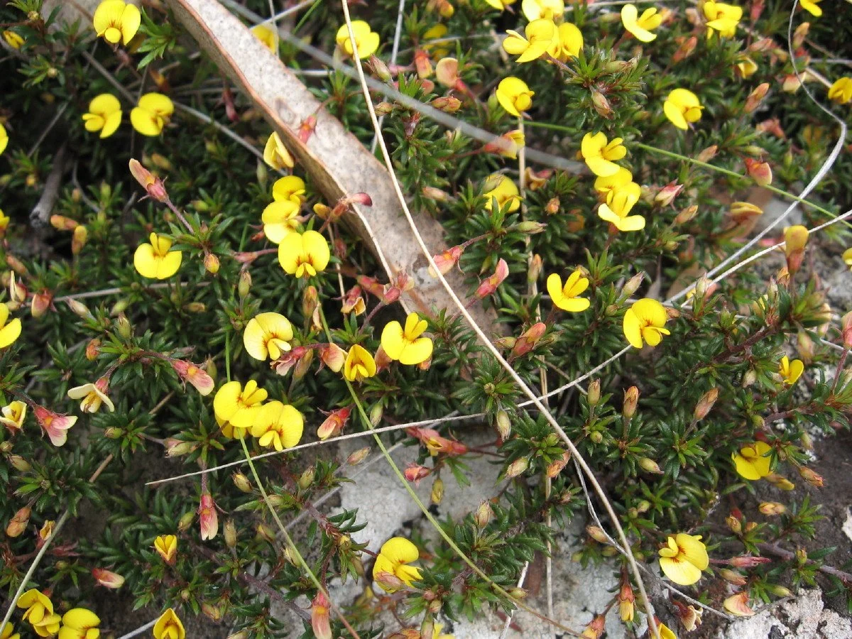 Pultenaea pedunculata flowers and leaves - Matted Bush Pea - new summit loop track Knocklofty