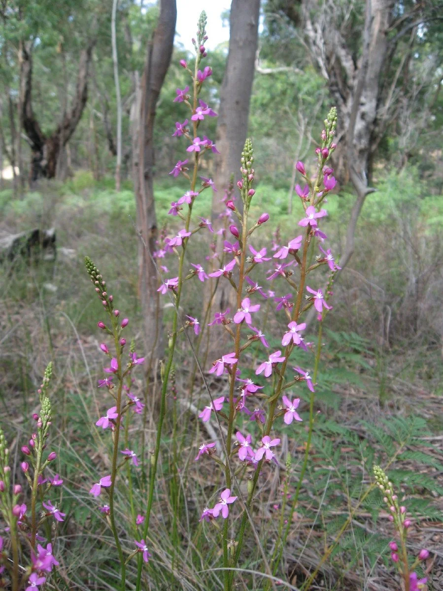 Stylidium graminifolium flowers - Narrow-leaf trigger plant - East of Reflecting Pond Knocklofty Reserve