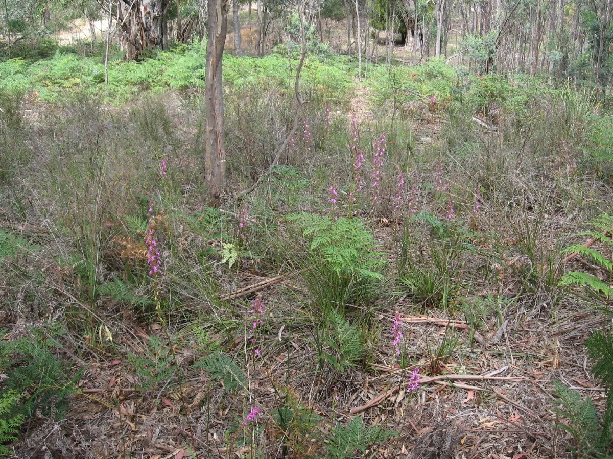 Stylidium graminifolium plants - Narrow-leaf trigger plants - East of Reflecting Pond Knocklofty Reserve