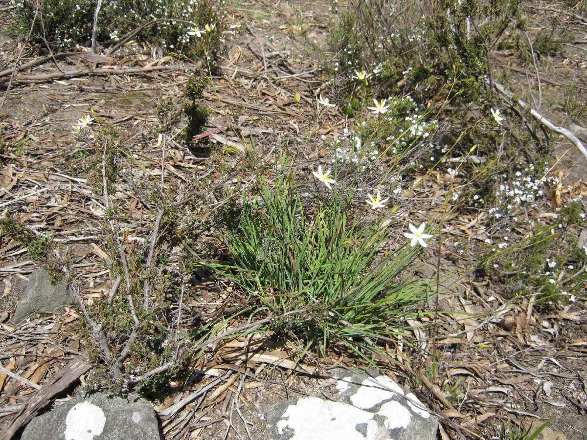Thelionema caespitosum clump - Tufted Lily, sandy heath SE of carpark Knocklofty Reserve