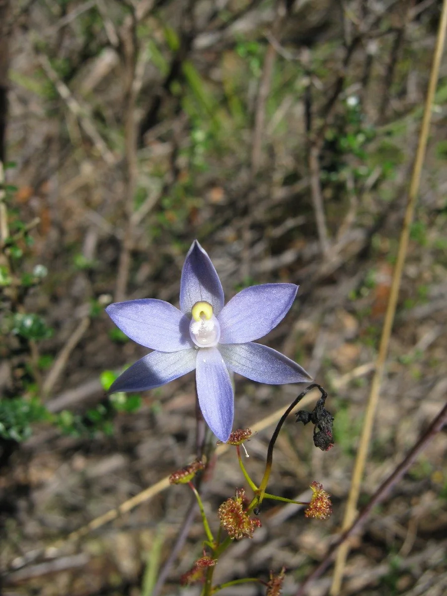 Thelymitra pauciflora flower - Slender Sun Orchid, sandy heath SE of carpark Knocklofty Reserve