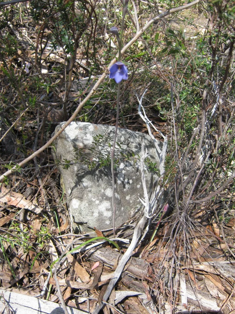 Thelymitra pauciflora leaf and flower stem - Slender Sun Orchid, sandy heath SE of carpark Knocklofty Reserve