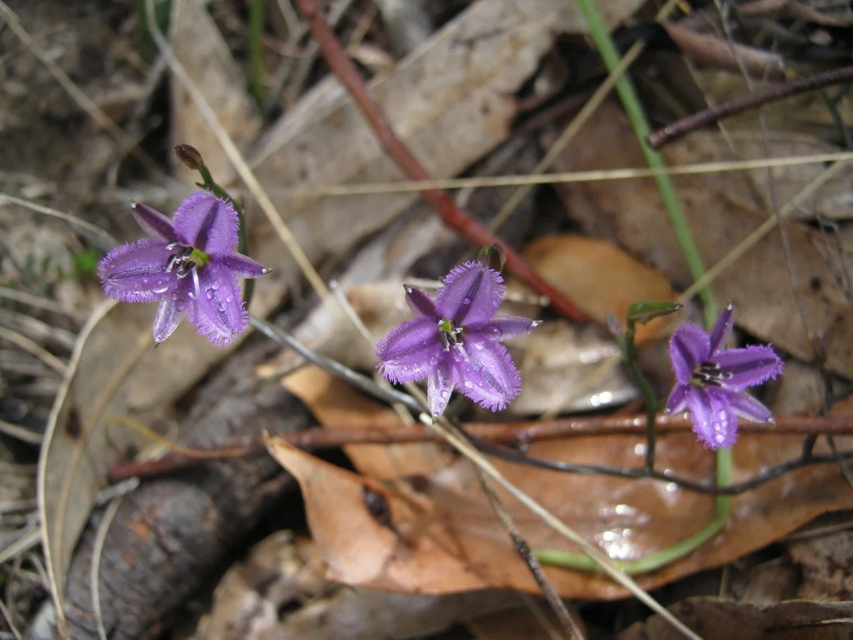 Thysanotus patersonii flowers - Twining Fringelily W Hobart feeder wayleave KLR