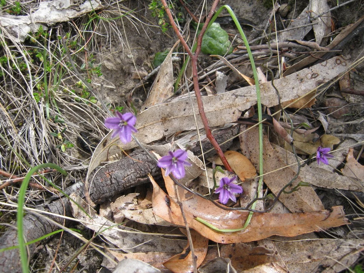 Thysanotus patersonii plant - Twining Fringelily W Hobart feeder wayleave KLR
