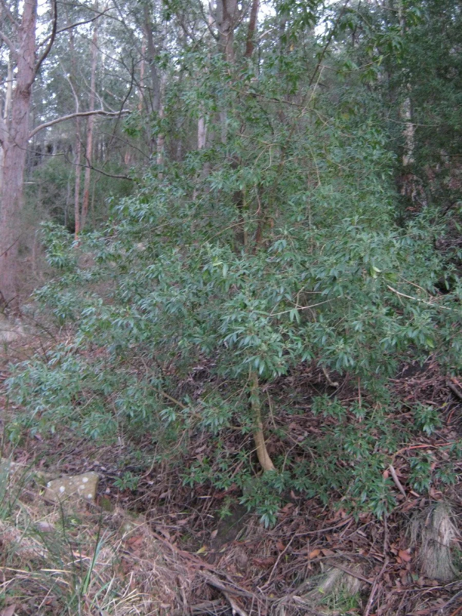 Zieria arborescens bush, Stinkwood, Glover Track beside Salvator Rosa Glen KLR