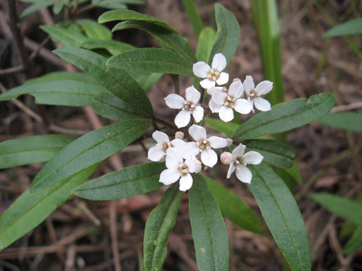 Zieria arborescens flowers, Stinkwood
