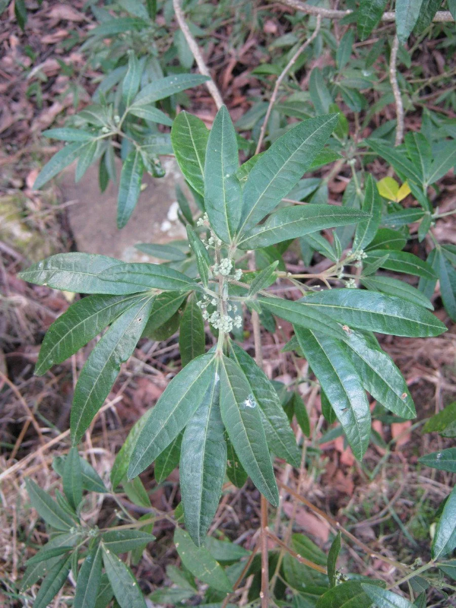 Zieria arborescens foliage and buds, Stinkwood, on Salvator Rosa Glen beside Glover Track KLR