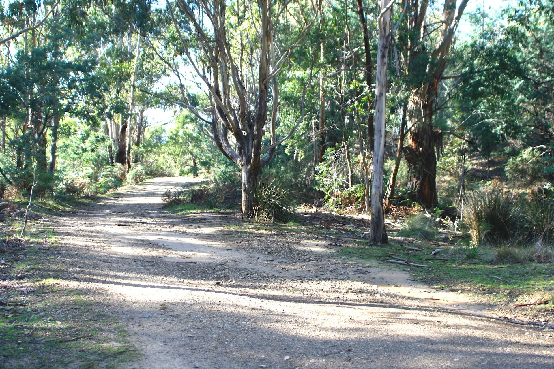 knocklofty-path.jpg
