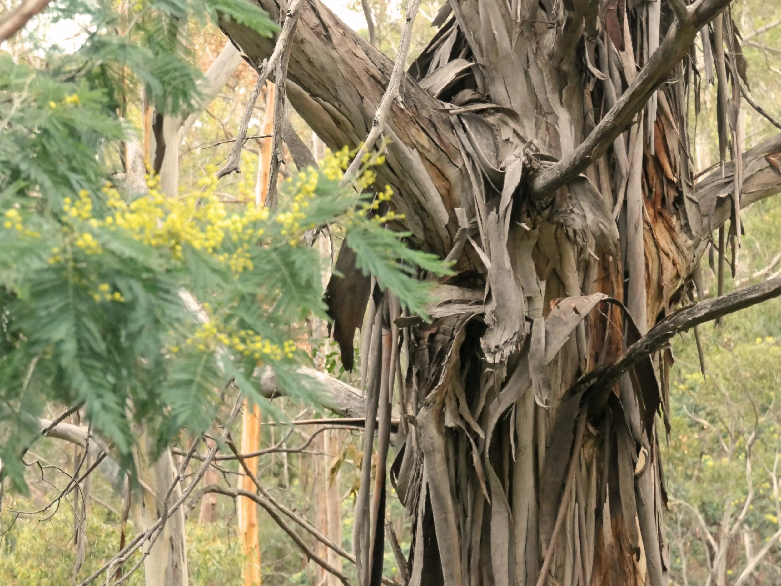  Australian researchers co-led by Southern Cross University have discovered a hidden climate superpower of trees. The trees' bark harbours trillions of microbes that help scrub the air of greenhouse and toxic gases. 