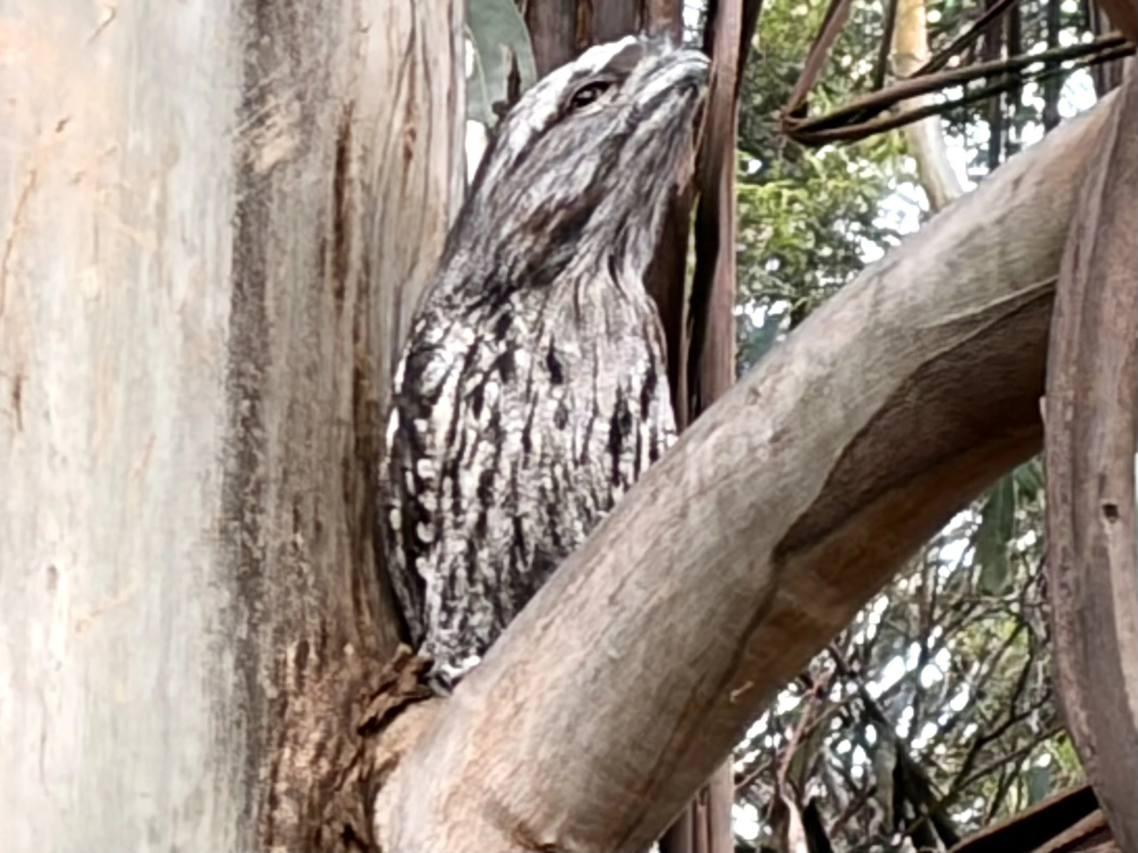 A tawny frogmouth (Podargus strigoides) resting within metres of the busy Forest Road carpark
