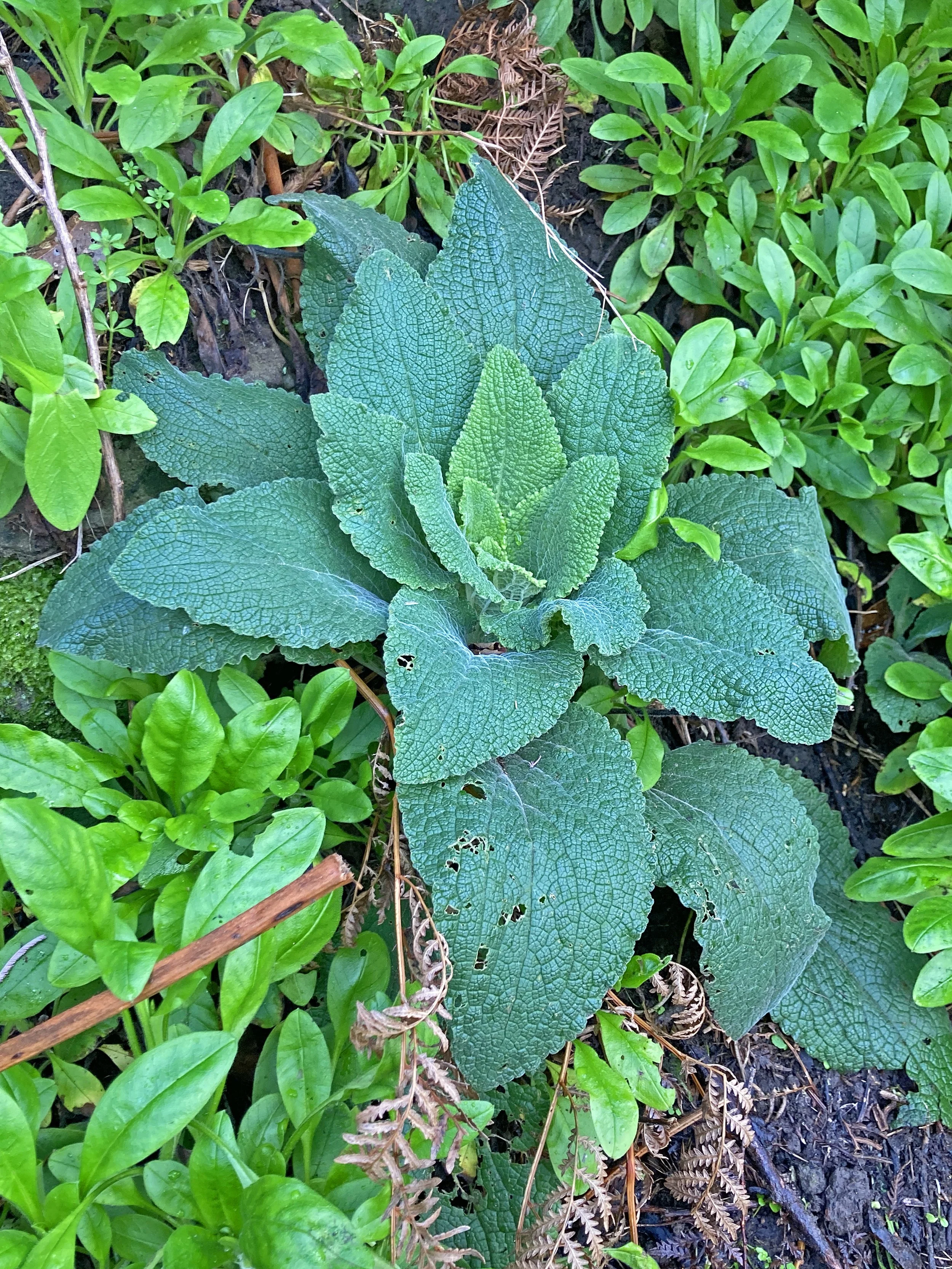 A foxglove nestling into forget-me-nots - both are unwelcome