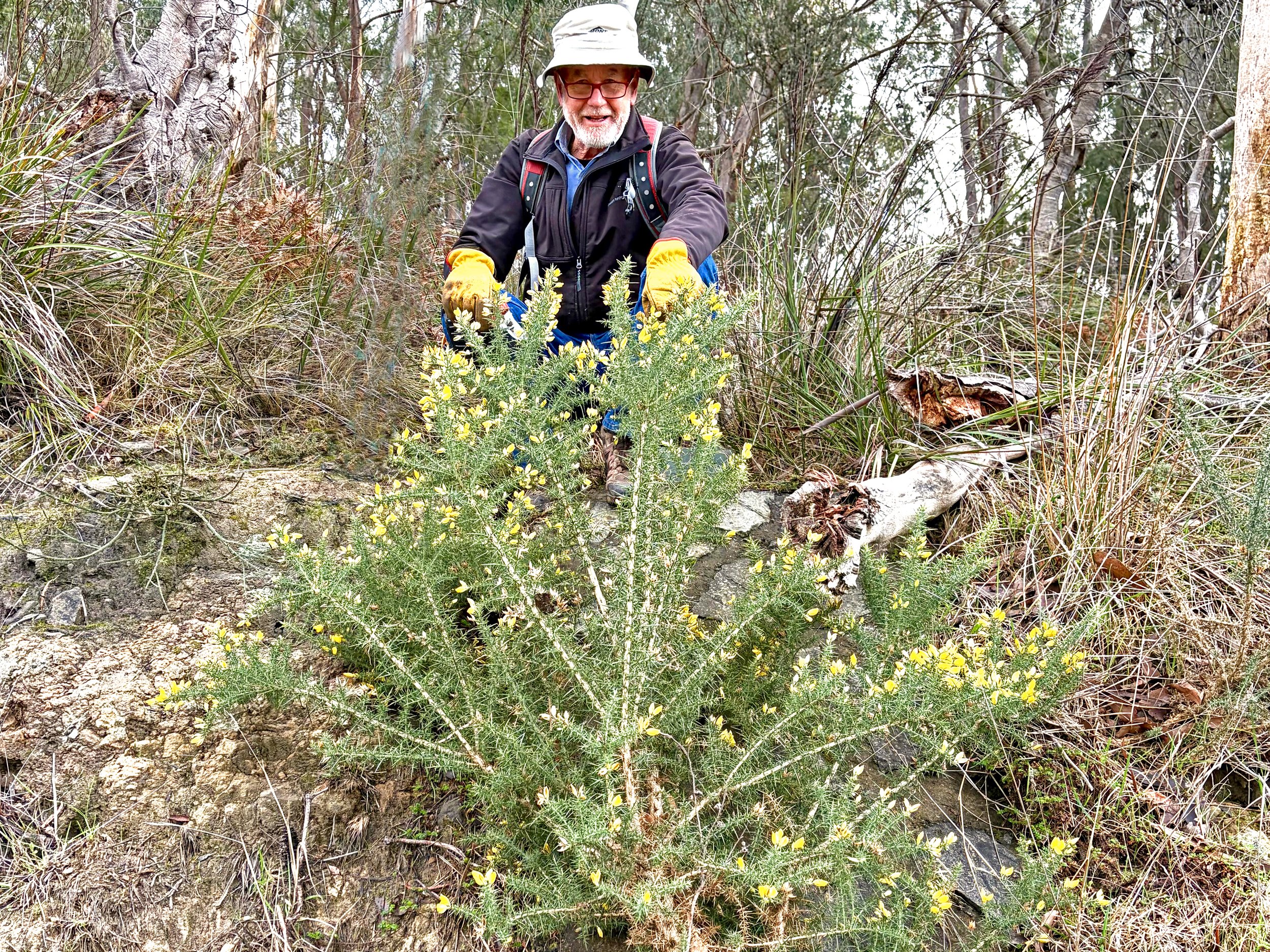 Rob removing a mature flowering gorse hiding in plain site on Forest Road