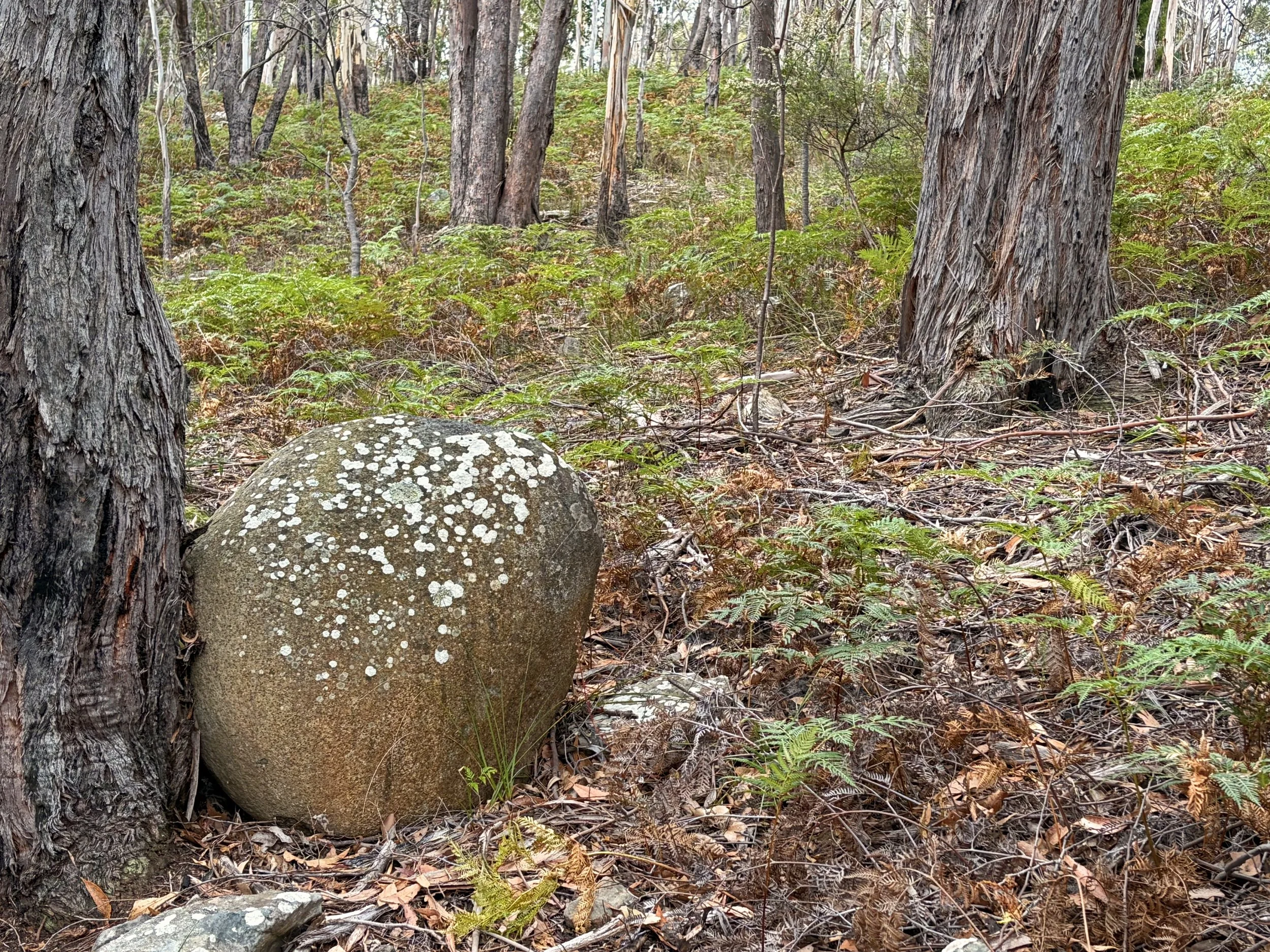 Knocklofty encompasses a variety of ecosystems, including open forest