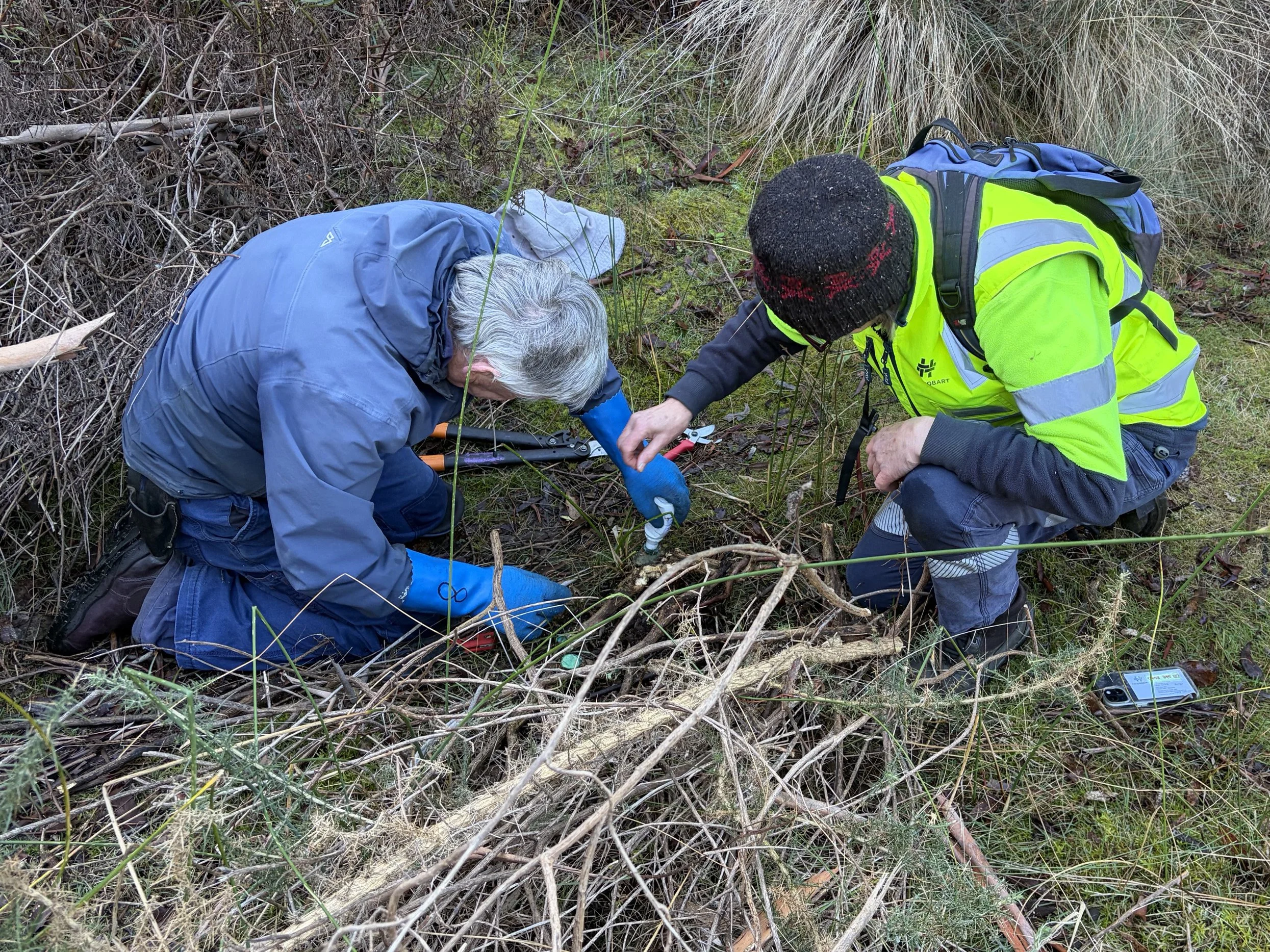 Peter and Sonya, heads down, eradicating a mature gorse